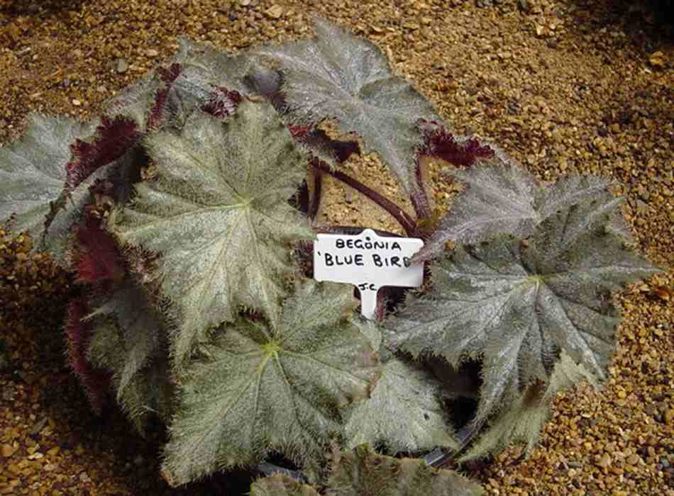 B. ‘Blue Bird’